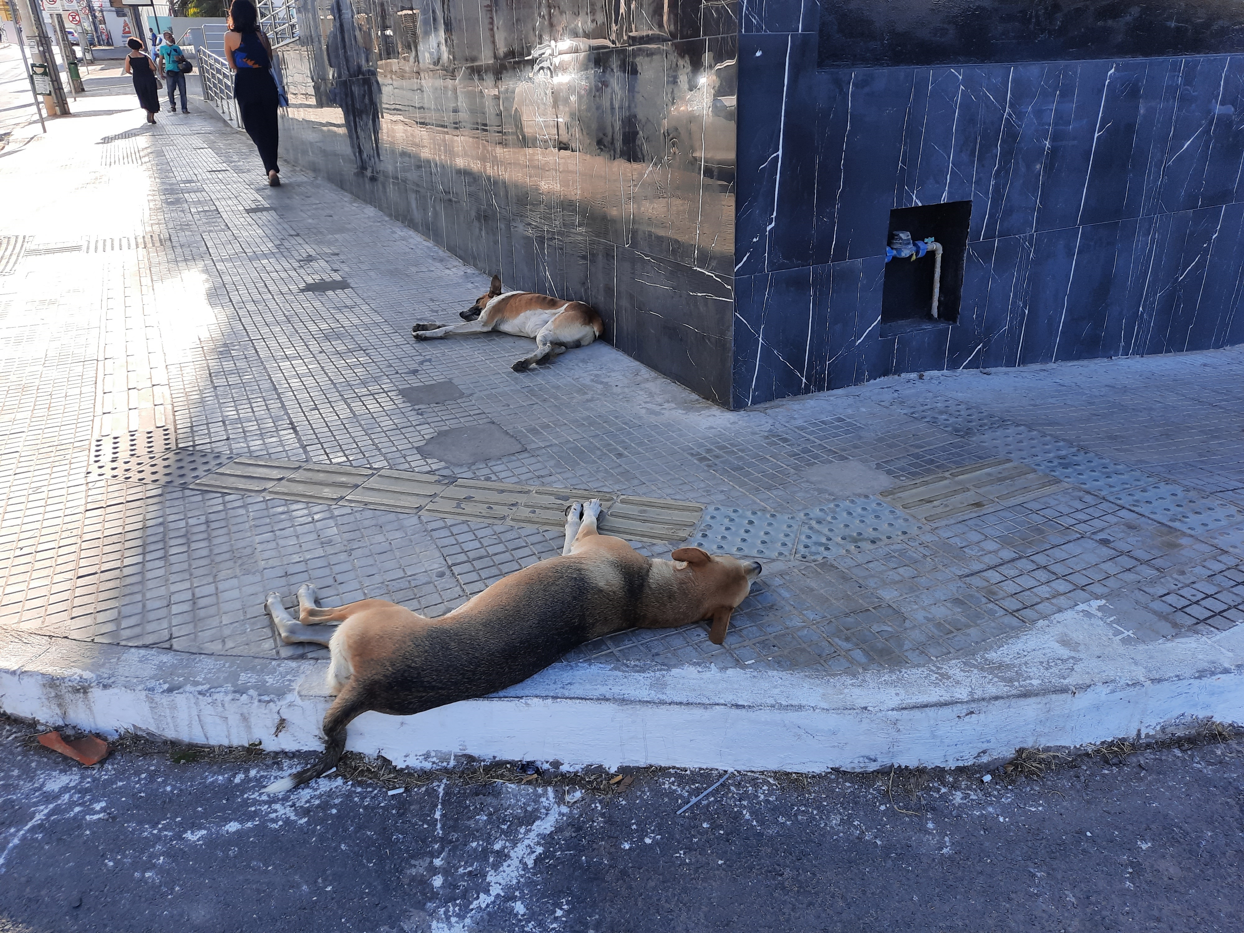 Câmara cobra criação da Delegacia de Meio Ambiente e Bem-Estar Animal