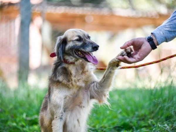 Causa animal é tema de audiência na Câmara