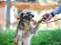 Causa animal é tema de audiência na Câmara